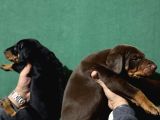 King Doberman Yavrular