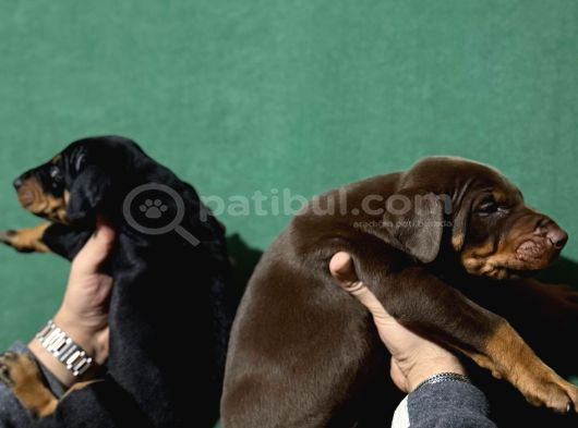King Doberman Yavrular görsel