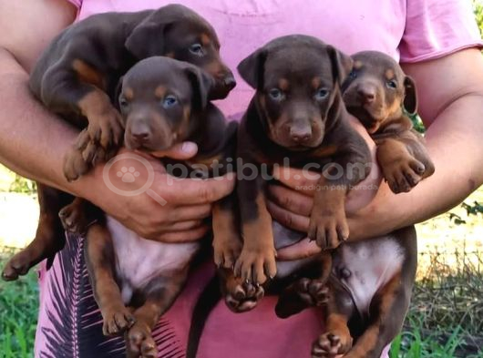 King Doberman Yavrular görsel