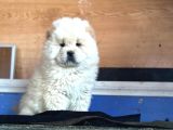 Pofuduk Chow Chow