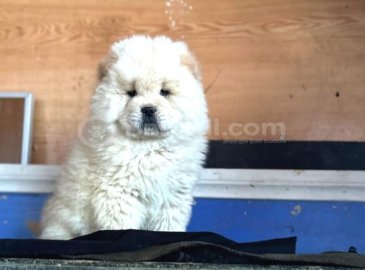 Pofuduk Chow Chow görsel