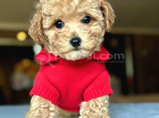 Toy Poodle Yavrular görsel