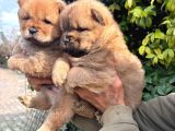 Pofuduk Chow Chow