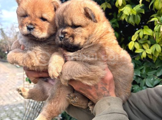 Pofuduk Chow Chow görsel