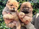Pofuduk Chow chow