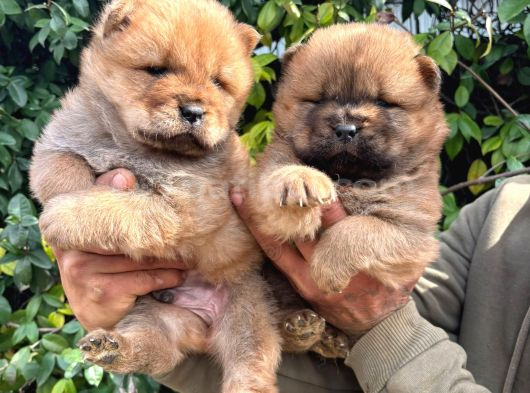Pofuduk Chow Chow