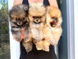 Ayı Surat Pomeranian Boo