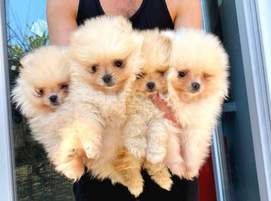 Ayı Surat Pomeranian Boo