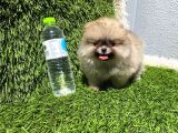 Ayı Surat Pomeranian Boo