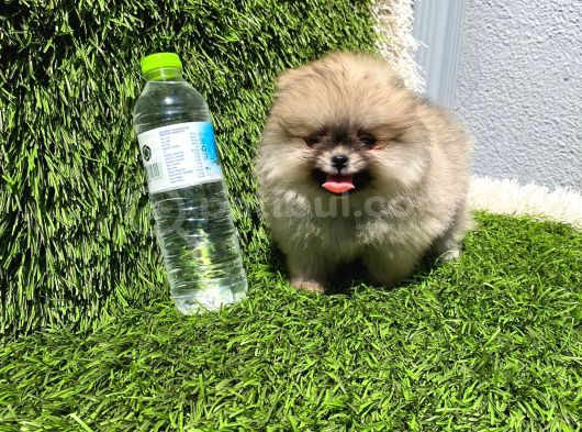 Ayı Surat Pomeranian Boo görsel
