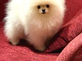 Ayı Surat Pomeranian Boo