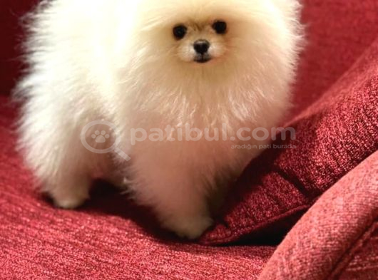 Ayı Surat Pomeranian Boo görsel