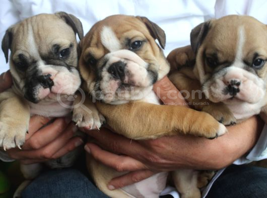 İngiliz Buldog Yavrular