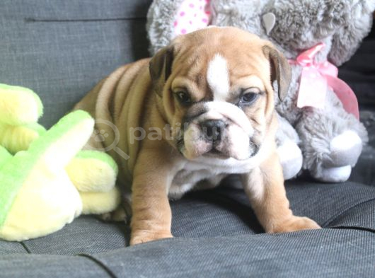İngiliz Buldog Yavrular görsel