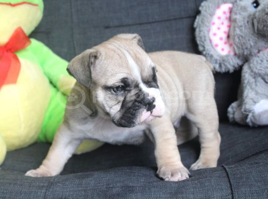 İngiliz Buldog Yavrular görsel