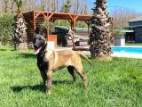 Eğitimli Belçika malinois yavru istanbul