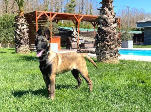 Eğitimli Belçika malinois yavru istanbul