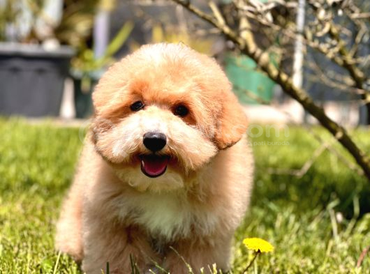 Eğitim Merkezinde Maltipoo Yavruları İstanbul görsel