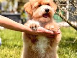Eğitim Merkezinde Maltipoo Yavruları İstanbul