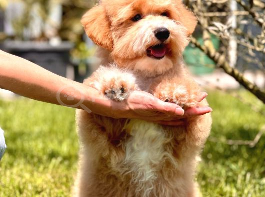 Eğitim Merkezinde Maltipoo Yavruları İstanbul görsel