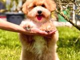 Eğitim Merkezinde Maltipoo Yavruları İstanbul