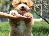 Eğitim Merkezinde Maltipoo Yavruları İstanbul