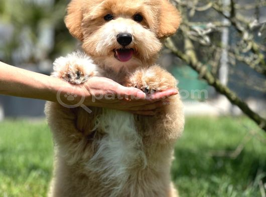 Eğitim Merkezinde Maltipoo Yavruları İstanbul görsel
