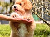 Eğitim Merkezinde Maltipoo Yavruları İstanbul