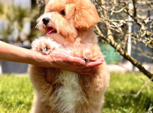 Eğitim Merkezinde Maltipoo Yavruları İstanbul görsel