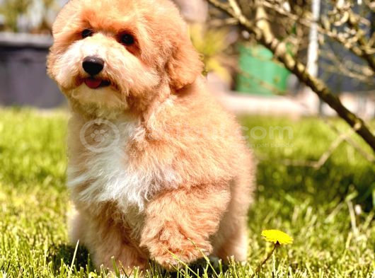 Eğitim merkezinde maltipoo yavruları İstanbul