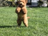 Eğitimli Poodle yavrulari İstanbul