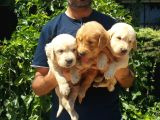 Mükemmel Kalite Küt Burun Baby Face Golden Retriever Yavru