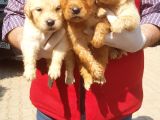 Mükemmel Kalite Küt Burun Baby Face Golden Retriever Yavru