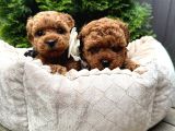 Toy Poodle Sevi̇mli̇ Yavrular Ev Üreti̇mi̇