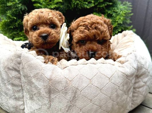Toy Poodle Sevi̇mli̇ Yavrular Ev Üreti̇mi̇ görsel