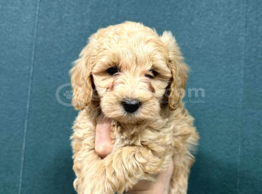 MALTİPOO CİNSİ YAVRULAR EV ÜRETİMİ