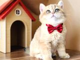Orjinal golden temas bağımlısı Bal çocuk