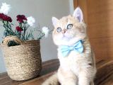 Orjinal Golden Temas Bağımlısı Bal Çocuk