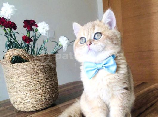 Orjinal Golden Temas Bağımlısı Bal Çocuk görsel