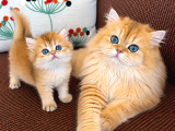 Özel Renk Golden Ny12 Longhair-British