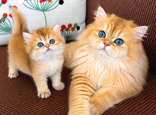 Özel Renk Golden Ny12 Longhair-British görsel