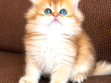 Özel Renk Golden Ny12 Longhair-British
