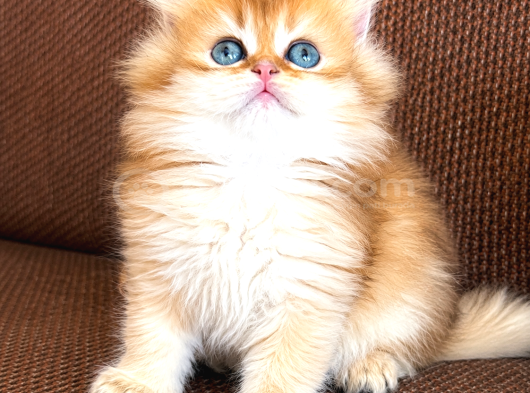 Özel Renk Golden Ny12 Longhair-British görsel