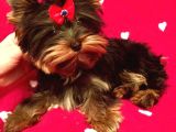 Safkan Irk Ve Sağlık Garantili Yorkshire Terrier Yavruları