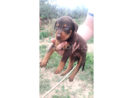 Safkan A Kalite European Doberman Yavruları görsel