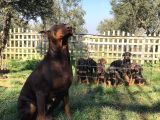 Safkan A Kalite European Doberman Yavruları
