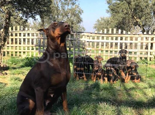 Safkan A Kalite European Doberman Yavruları görsel