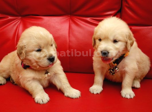 Mükemmel Kalite Küt Burun Baby Face Golden Retriever Yavru