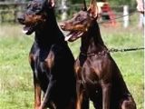 Safkan A Kalite European Doberman Yavruları