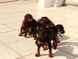Safkan A Kalite European Doberman Yavruları
